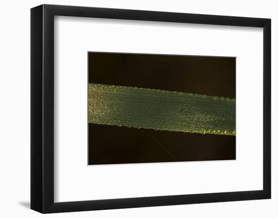 Close-up of shiny dew droplets on reed, dark background-Paivi Vikstrom-Framed Photographic Print