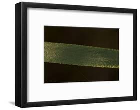 Close-up of shiny dew droplets on reed, dark background-Paivi Vikstrom-Framed Photographic Print