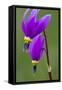 Close-Up of Shooting Stars Wildflowers-Chuck Haney-Framed Stretched Canvas