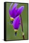 Close-Up of Shooting Stars Wildflowers-Chuck Haney-Framed Stretched Canvas