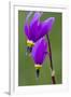 Close-Up of Shooting Stars Wildflowers-Chuck Haney-Framed Premium Photographic Print