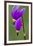 Close-Up of Shooting Stars Wildflowers-Chuck Haney-Framed Premium Photographic Print