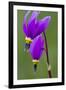 Close-Up of Shooting Stars Wildflowers-Chuck Haney-Framed Premium Photographic Print