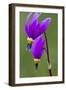 Close-Up of Shooting Stars Wildflowers-Chuck Haney-Framed Photographic Print