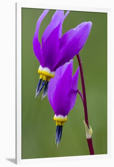 Close-Up of Shooting Stars Wildflowers-Chuck Haney-Framed Photographic Print