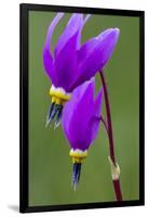 Close-Up of Shooting Stars Wildflowers-Chuck Haney-Framed Photographic Print