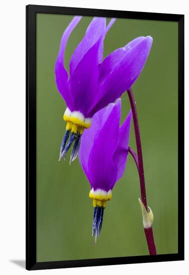 Close-Up of Shooting Stars Wildflowers-Chuck Haney-Framed Photographic Print