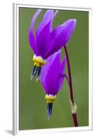 Close-Up of Shooting Stars Wildflowers-Chuck Haney-Framed Premium Photographic Print