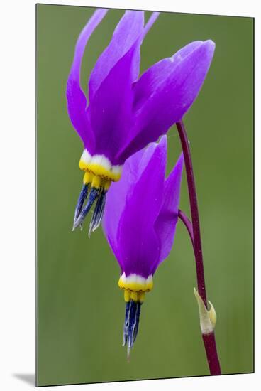 Close-Up of Shooting Stars Wildflowers-Chuck Haney-Mounted Premium Photographic Print
