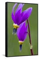 Close-Up of Shooting Stars Wildflowers-Chuck Haney-Framed Stretched Canvas