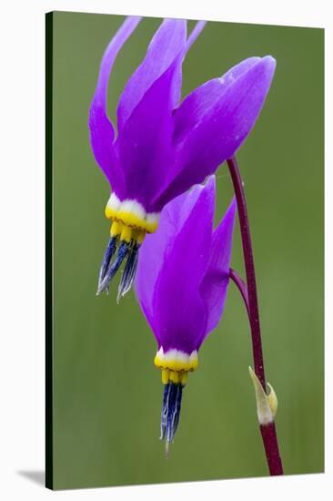 Close-Up of Shooting Stars Wildflowers-Chuck Haney-Stretched Canvas