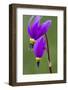 Close-Up of Shooting Stars Wildflowers-Chuck Haney-Framed Photographic Print