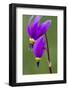 Close-Up of Shooting Stars Wildflowers-Chuck Haney-Framed Photographic Print