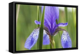 Close-Up of Siberian Iris (Iris Sibirica) Flower, Eastern Slovakia, Europe, June 2009-Wothe-Framed Stretched Canvas