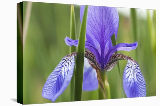 Close-Up of Siberian Iris (Iris Sibirica) Flower, Eastern Slovakia, Europe, June 2009-Wothe-Stretched Canvas