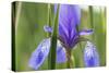 Close-Up of Siberian Iris (Iris Sibirica) Flower, Eastern Slovakia, Europe, June 2009-Wothe-Stretched Canvas