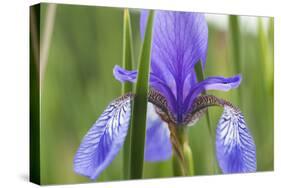Close-Up of Siberian Iris (Iris Sibirica) Flower, Eastern Slovakia, Europe, June 2009-Wothe-Stretched Canvas