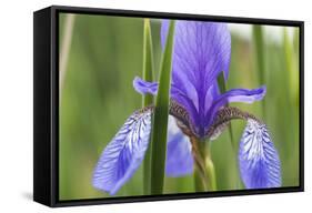 Close-Up of Siberian Iris (Iris Sibirica) Flower, Eastern Slovakia, Europe, June 2009-Wothe-Framed Stretched Canvas