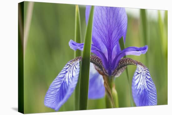 Close-Up of Siberian Iris (Iris Sibirica) Flower, Eastern Slovakia, Europe, June 2009-Wothe-Stretched Canvas