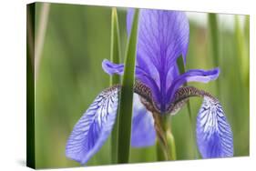 Close-Up of Siberian Iris (Iris Sibirica) Flower, Eastern Slovakia, Europe, June 2009-Wothe-Stretched Canvas