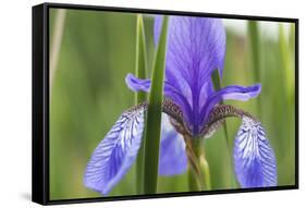 Close-Up of Siberian Iris (Iris Sibirica) Flower, Eastern Slovakia, Europe, June 2009-Wothe-Framed Stretched Canvas