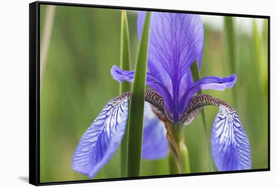 Close-Up of Siberian Iris (Iris Sibirica) Flower, Eastern Slovakia, Europe, June 2009-Wothe-Framed Stretched Canvas