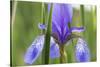 Close-Up of Siberian Iris (Iris Sibirica) Flower, Eastern Slovakia, Europe, June 2009-Wothe-Stretched Canvas