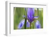 Close-Up of Siberian Iris (Iris Sibirica) Flower, Eastern Slovakia, Europe, June 2009-Wothe-Framed Premium Photographic Print