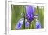 Close-Up of Siberian Iris (Iris Sibirica) Flower, Eastern Slovakia, Europe, June 2009-Wothe-Framed Photographic Print