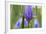 Close-Up of Siberian Iris (Iris Sibirica) Flower, Eastern Slovakia, Europe, June 2009-Wothe-Framed Photographic Print