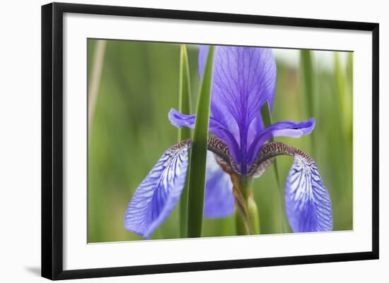 Close-Up of Siberian Iris (Iris Sibirica) Flower, Eastern Slovakia, Europe, June 2009-Wothe-Framed Photographic Print