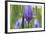 Close-Up of Siberian Iris (Iris Sibirica) Flower, Eastern Slovakia, Europe, June 2009-Wothe-Framed Photographic Print