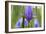 Close-Up of Siberian Iris (Iris Sibirica) Flower, Eastern Slovakia, Europe, June 2009-Wothe-Framed Photographic Print