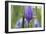 Close-Up of Siberian Iris (Iris Sibirica) Flower, Eastern Slovakia, Europe, June 2009-Wothe-Framed Photographic Print