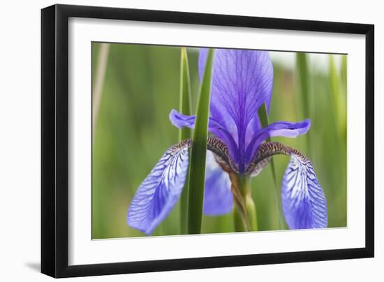 Close-Up of Siberian Iris (Iris Sibirica) Flower, Eastern Slovakia, Europe, June 2009-Wothe-Framed Photographic Print