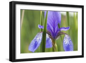 Close-Up of Siberian Iris (Iris Sibirica) Flower, Eastern Slovakia, Europe, June 2009-Wothe-Framed Photographic Print