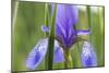 Close-Up of Siberian Iris (Iris Sibirica) Flower, Eastern Slovakia, Europe, June 2009-Wothe-Mounted Photographic Print