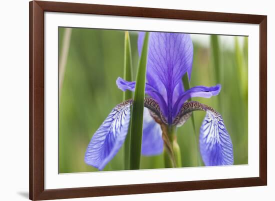 Close-Up of Siberian Iris (Iris Sibirica) Flower, Eastern Slovakia, Europe, June 2009-Wothe-Framed Photographic Print