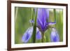 Close-Up of Siberian Iris (Iris Sibirica) Flower, Eastern Slovakia, Europe, June 2009-Wothe-Framed Photographic Print