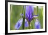 Close-Up of Siberian Iris (Iris Sibirica) Flower, Eastern Slovakia, Europe, June 2009-Wothe-Framed Photographic Print