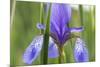 Close-Up of Siberian Iris (Iris Sibirica) Flower, Eastern Slovakia, Europe, June 2009-Wothe-Mounted Photographic Print