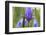 Close-Up of Siberian Iris (Iris Sibirica) Flower, Eastern Slovakia, Europe, June 2009-Wothe-Framed Photographic Print