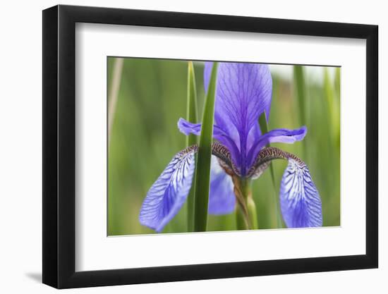 Close-Up of Siberian Iris (Iris Sibirica) Flower, Eastern Slovakia, Europe, June 2009-Wothe-Framed Photographic Print