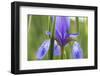 Close-Up of Siberian Iris (Iris Sibirica) Flower, Eastern Slovakia, Europe, June 2009-Wothe-Framed Photographic Print