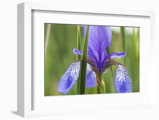 Close-Up of Siberian Iris (Iris Sibirica) Flower, Eastern Slovakia, Europe, June 2009-Wothe-Framed Photographic Print