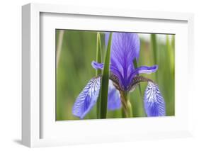 Close-Up of Siberian Iris (Iris Sibirica) Flower, Eastern Slovakia, Europe, June 2009-Wothe-Framed Photographic Print