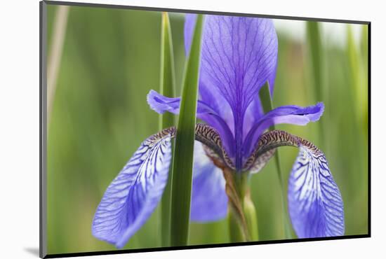 Close-Up of Siberian Iris (Iris Sibirica) Flower, Eastern Slovakia, Europe, June 2009-Wothe-Mounted Photographic Print