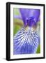 Close-Up of Siberian Iris (Iris Sibirica) Petal, Eastern Slovakia, Europe, June 2009-Wothe-Framed Premium Photographic Print