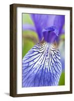 Close-Up of Siberian Iris (Iris Sibirica) Petal, Eastern Slovakia, Europe, June 2009-Wothe-Framed Photographic Print