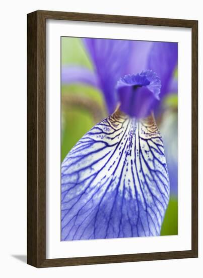 Close-Up of Siberian Iris (Iris Sibirica) Petal, Eastern Slovakia, Europe, June 2009-Wothe-Framed Photographic Print